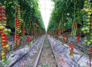 Backyard Vegetable Garden Ideas with Design & Sample