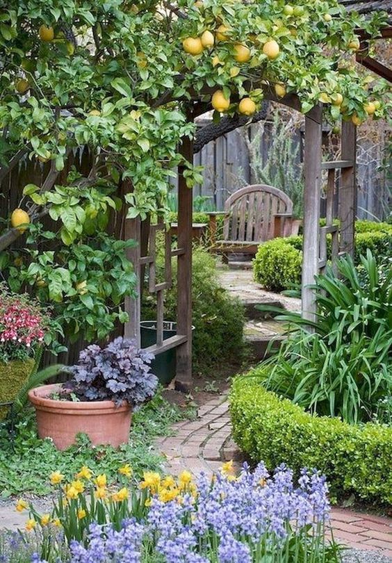 beautiful garden with fruit