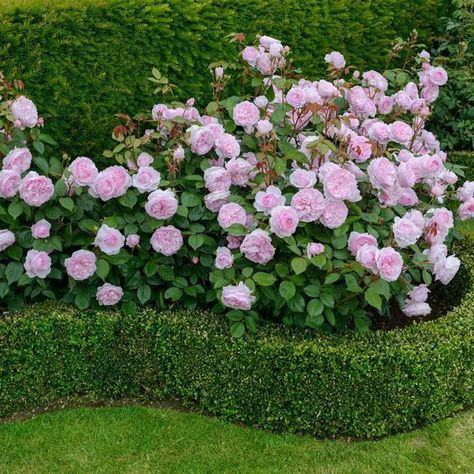 english rose flower garden