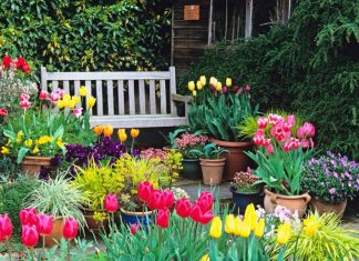 Flower Garden Tips and Ideas, How to Grow Them Faster and Blooming flower garden tips ideas