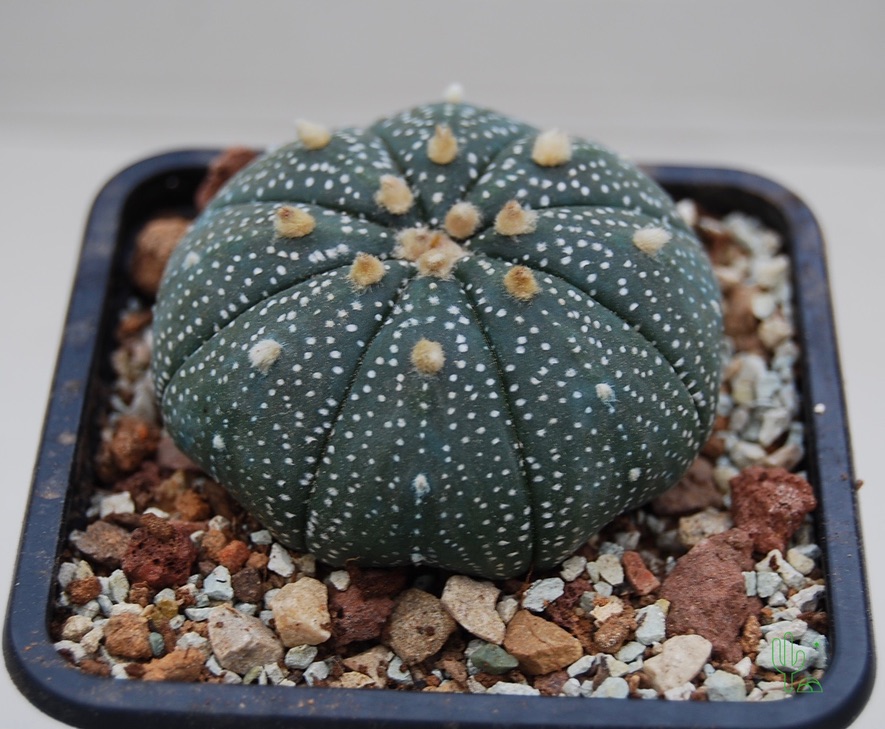 Astrophytum Cactus
