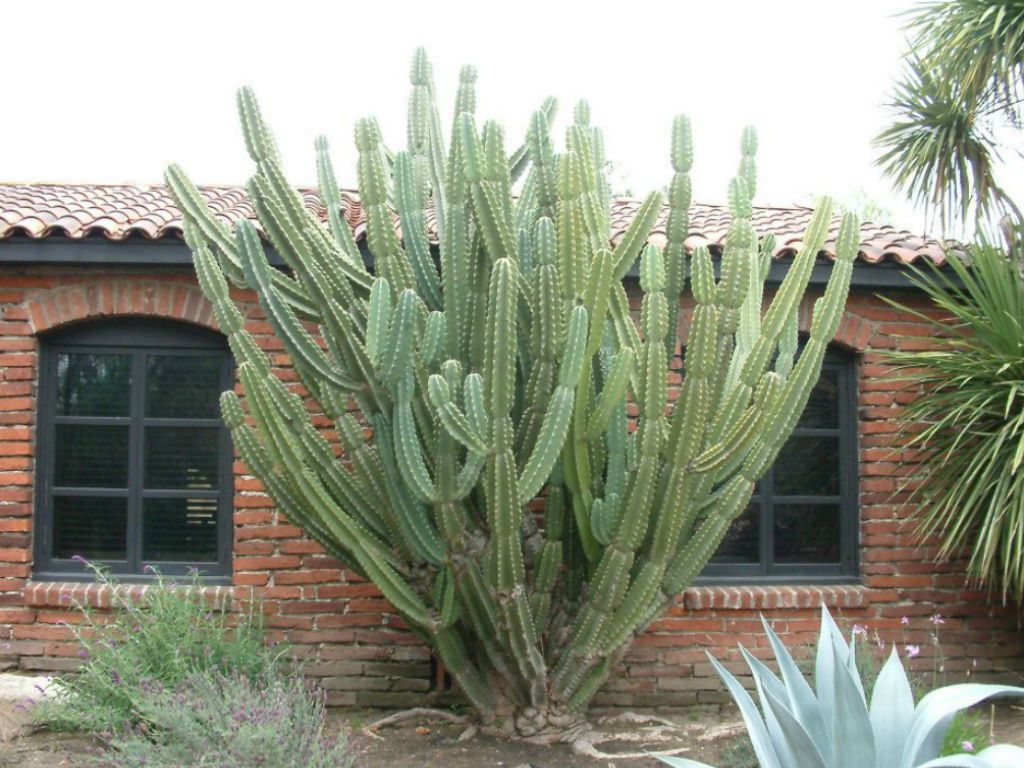 Cereus Repandus