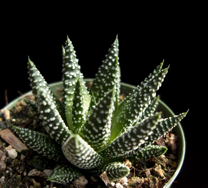 Haworthia Cactus