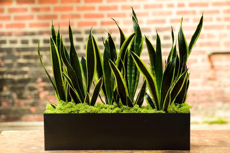 Sansevieria