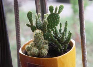 Beautiful Mini Cactus For Indoor Interior Decoration.