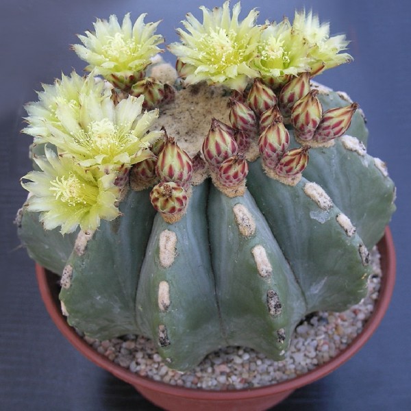 ferocactus