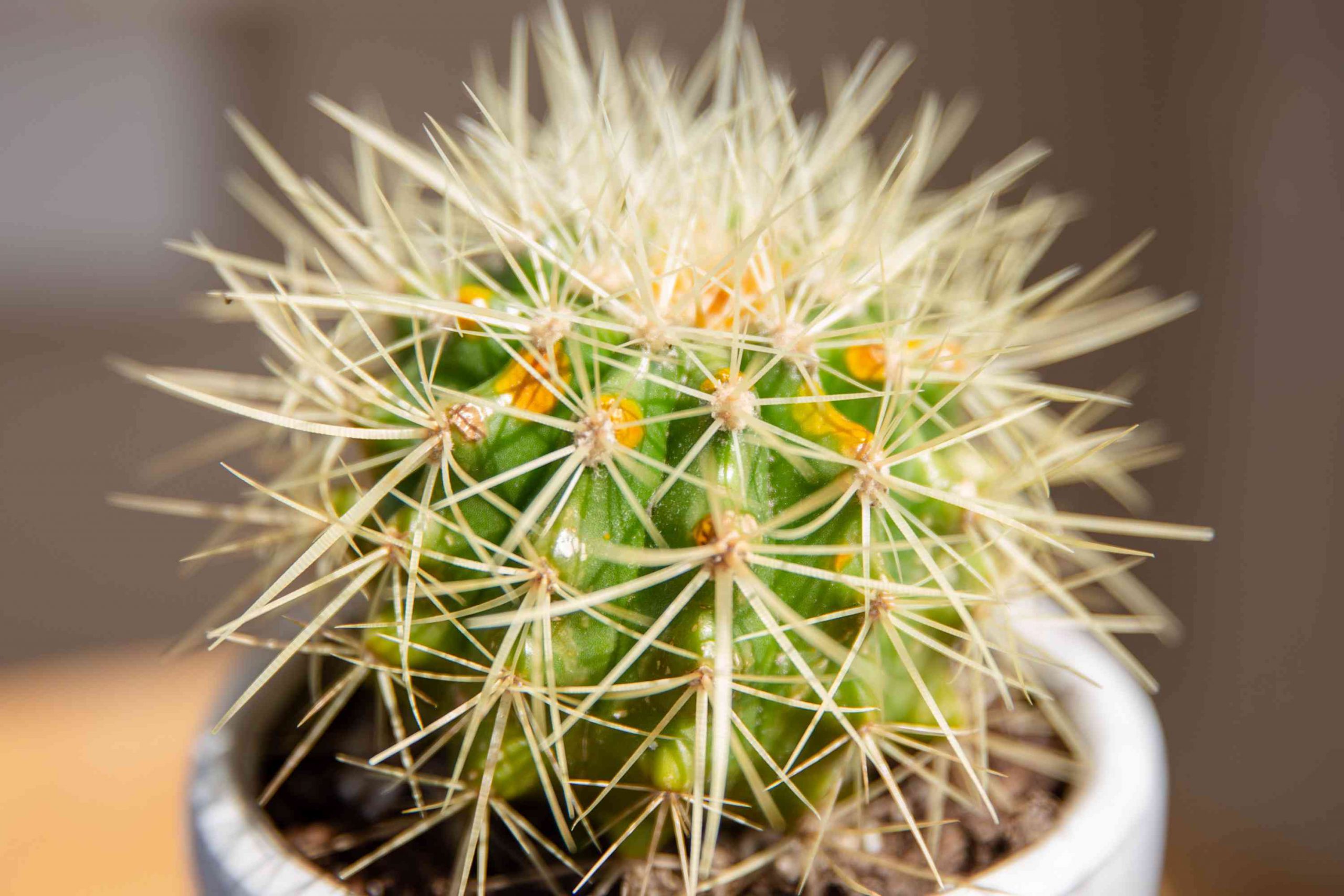 Ferocactus