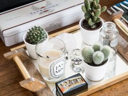 Beautiful Small Ornamental Plants for Your Coffee Table Decoration