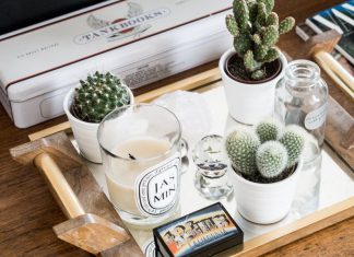 Beautiful Small Ornamental Plants for Your Coffee Table Decoration