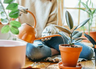 Easy Ways to Take Care of Your Indoor Ornamental Plants