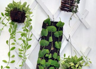 Beautiful and Fresh Hanging Ornamental Plants for Your Home Decoration