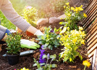 7 Actionable Tips for an Eco-Friendly Garden Transformation