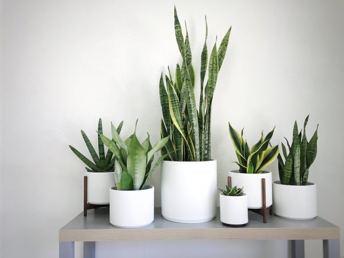 Aesthetic Flowerless Ornamental Plants for Your Home Interior