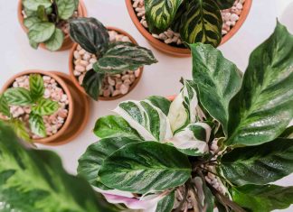 Aesthetic Flowerless Ornamental Plants for Your Home Interior Decoration