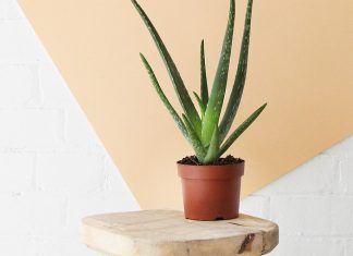 Absorb Air Pollution in Your Home with These Beautiful And Fresh Ornamental Plants