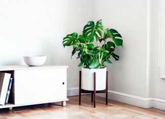 Various Types of Monstera Plants for Your Home Interior Decoration monstera f