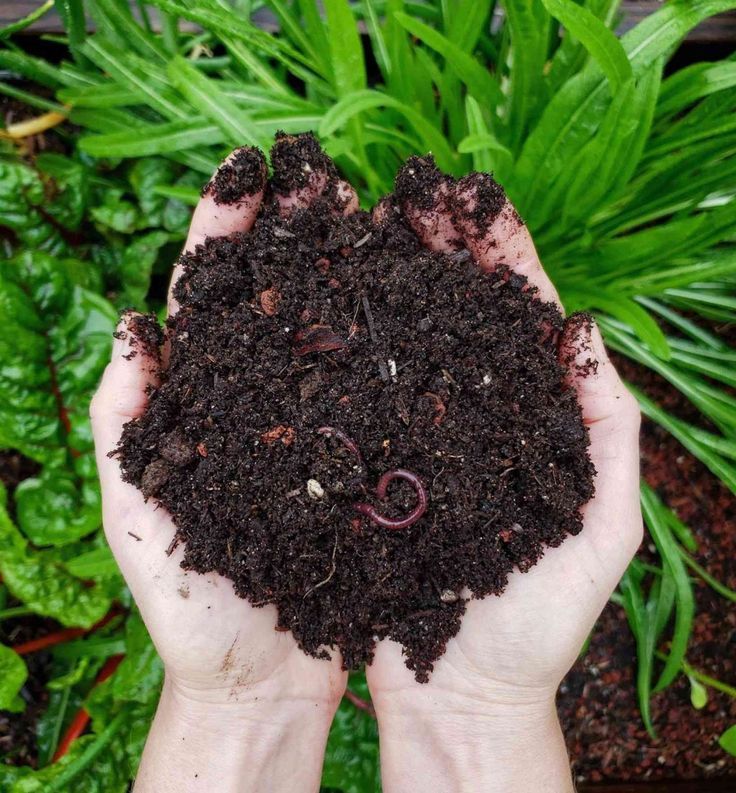 Benefits of Using Compost for Plants