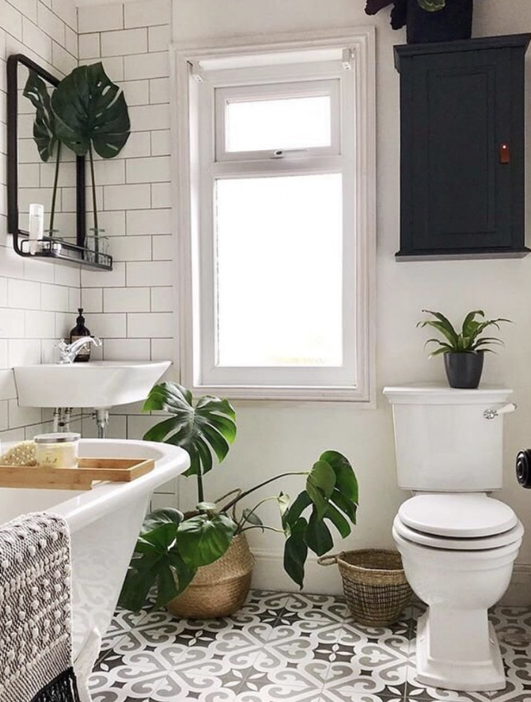 Reasons Why To Use Monstera Plants For Home Decoration - HomesFornh
