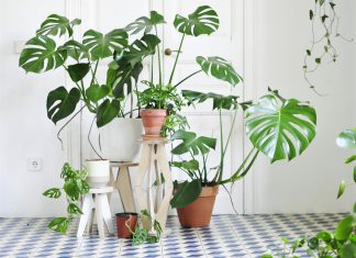 Reasons Why To Use Monstera Plants For Home Decoration