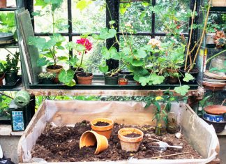 Easy Ways to Make Your Plants Grow Well Using Compost