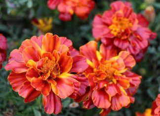Create a Cheerful Atmosphere in Your Garden Using Marigold Plants