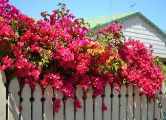 Decorate the Exterior of Your Home by Using Beautiful Vines