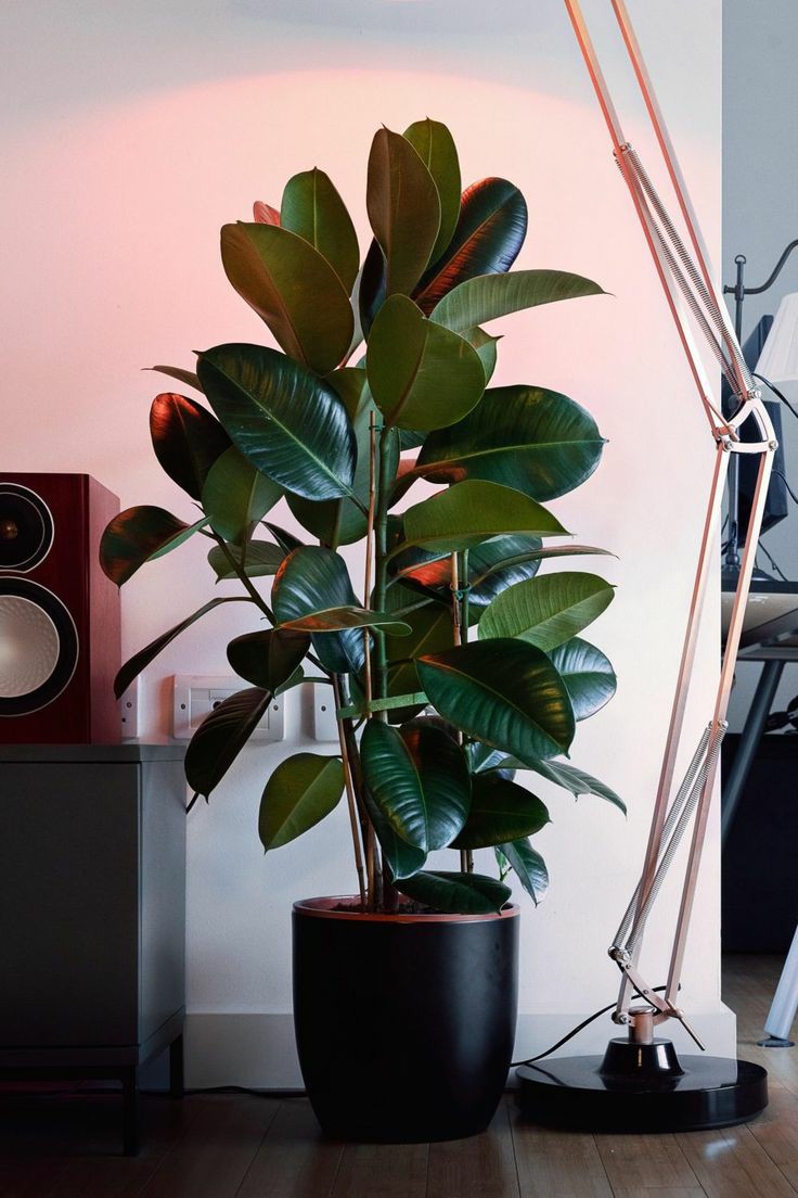 Rubber Plant - Purify Your Home