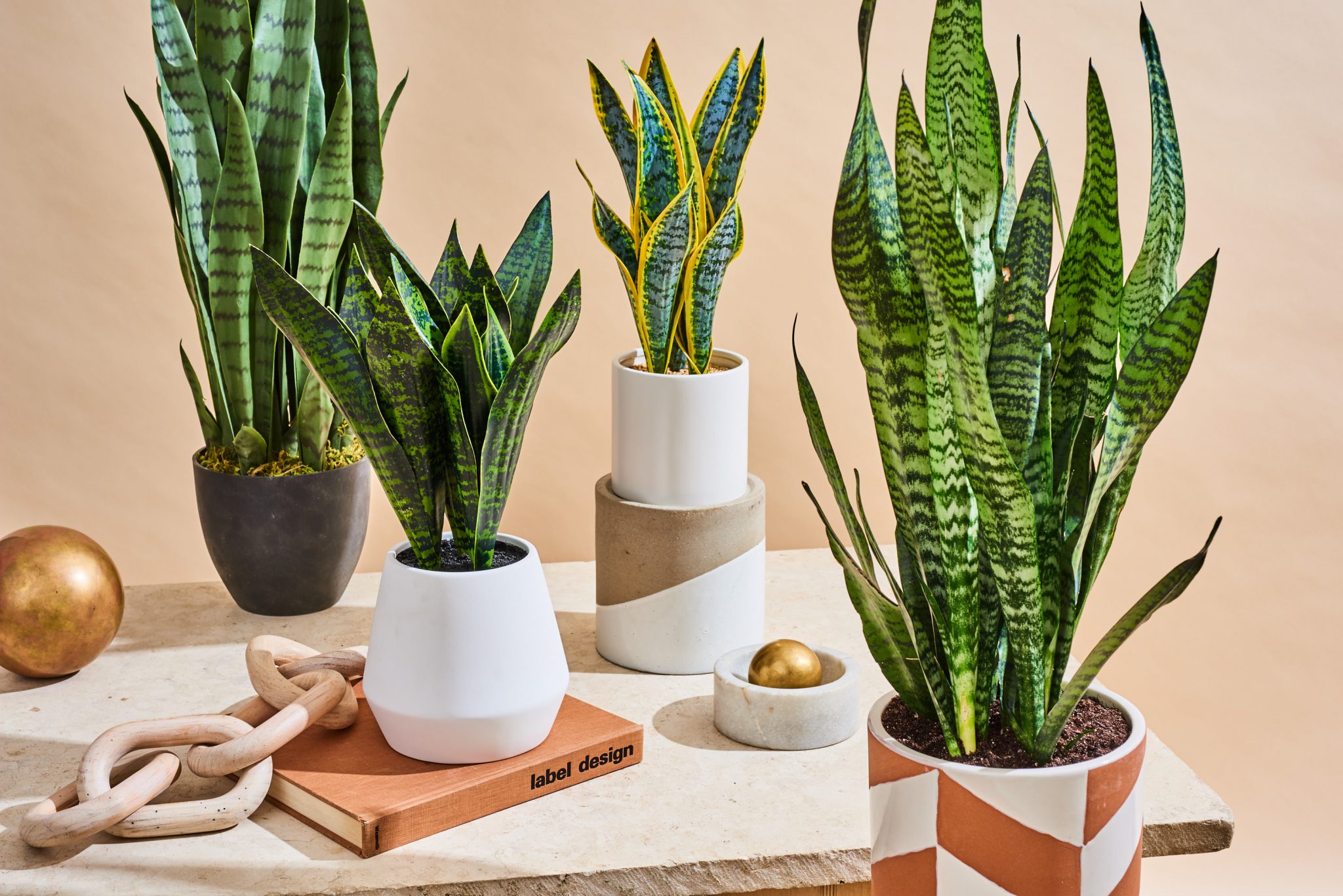 Purify The Air In Your Home With These Beautiful Ornamental Plants