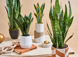Purify The Air In Your Home With These Beautiful Ornamental Plants