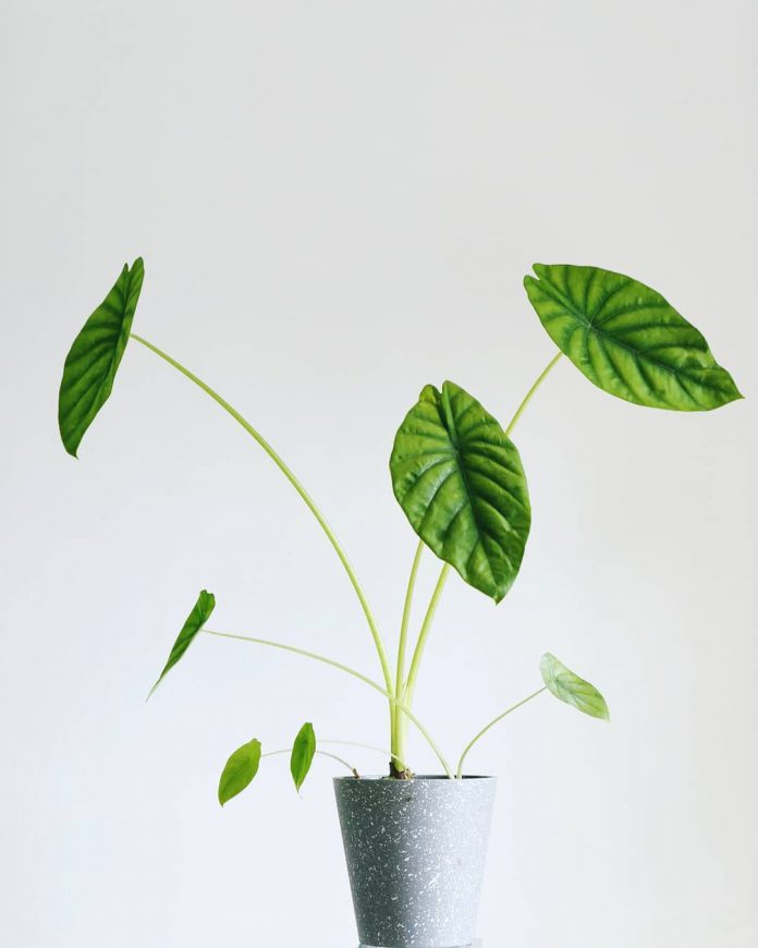 Types of Alocasia Plants : Give an Aesthetic Accent at Home