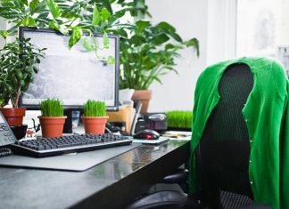 Small Ornamental Plant Ideas to Beautify Your Workspace