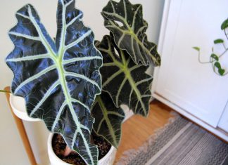 Types of Alocasia Plants : Give an Aesthetic Accent at Home Types of Alocasia Plants