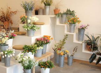 Types of Ornamental Plants as Mosquito Repellent for a More Comfortable Home