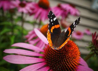 Native Gardens for the win: Here’s why