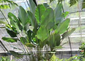 Small Banana Plant Ideas: Create a Tropical Style in Your Home