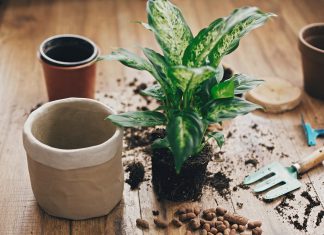 Tips for Repotting Your Ornamental Plants : Make Them Grow Well