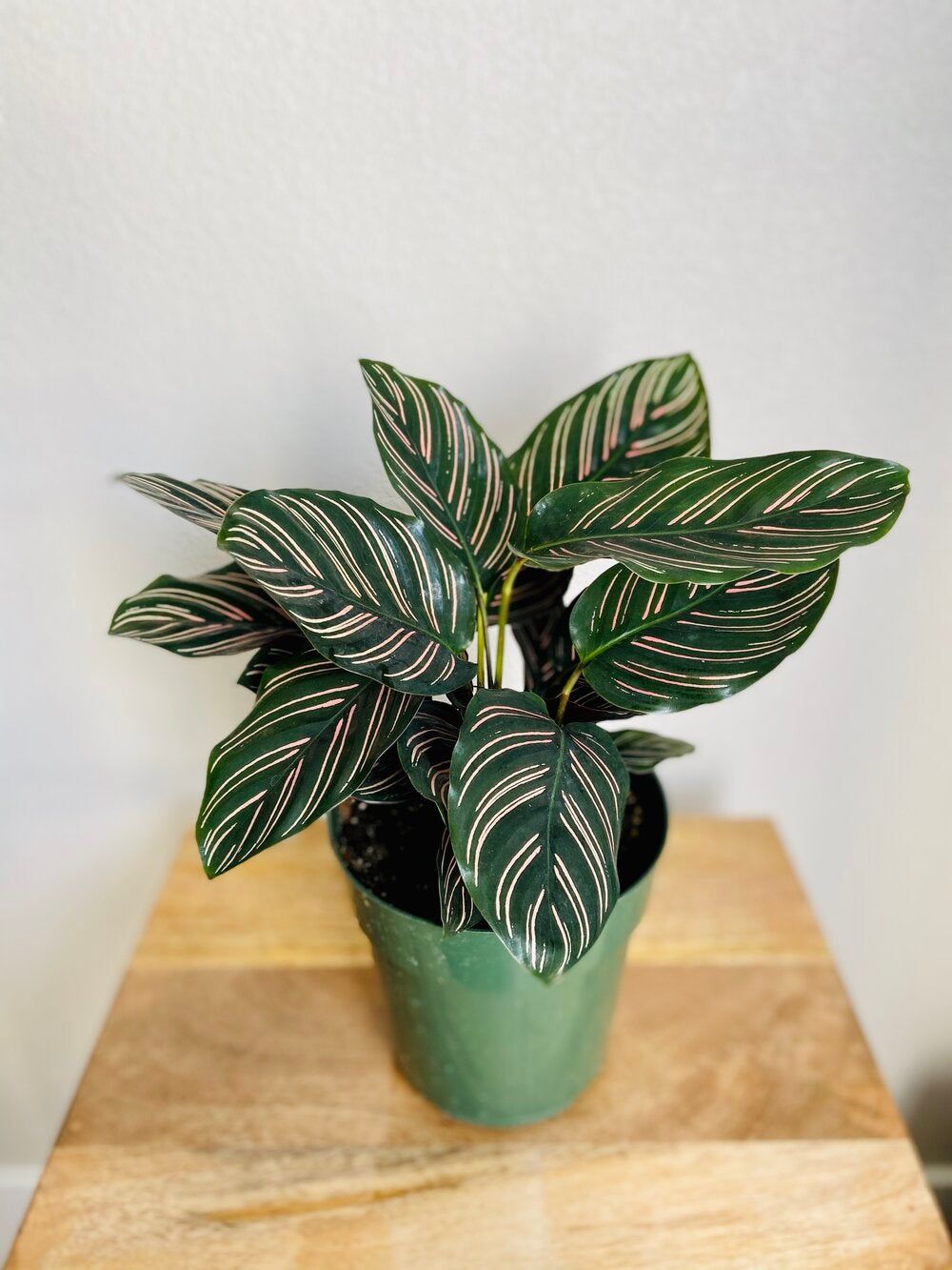 Calathea Ornata