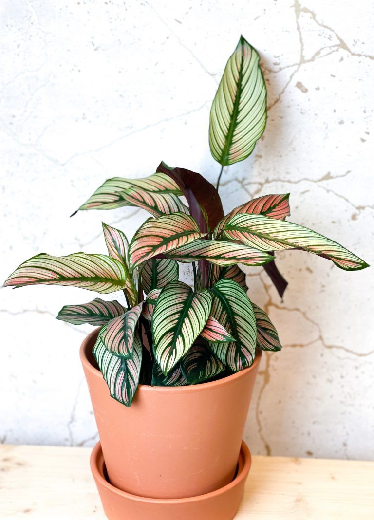 Calathea Majestica