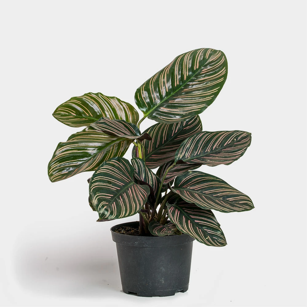 Calathea