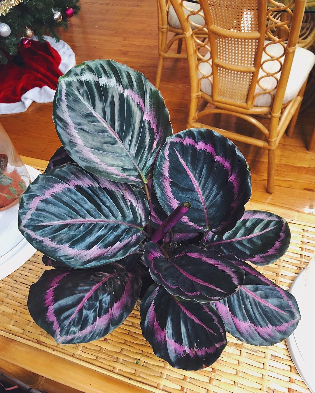 Калатея /Calathea roseopicta/