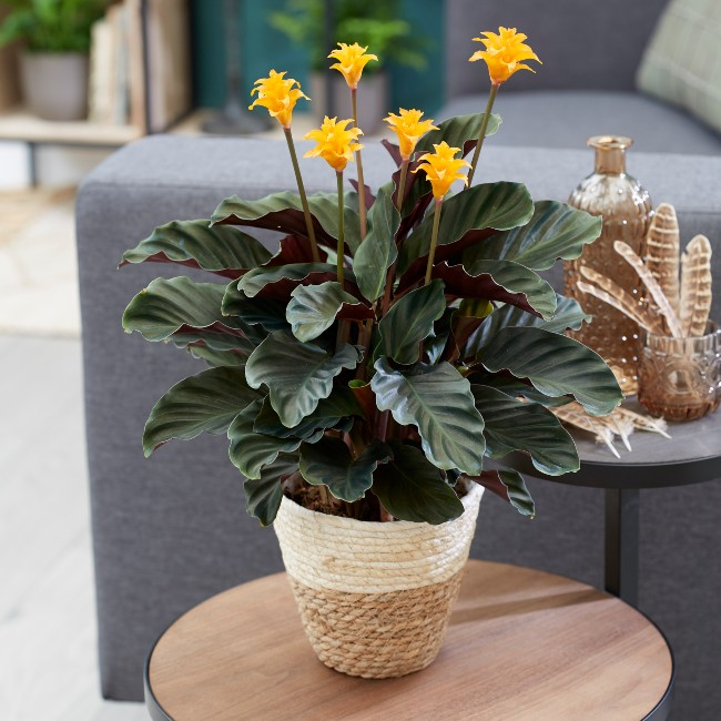 Calathea Crocata