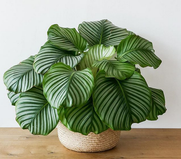 Calathea Orbifolia