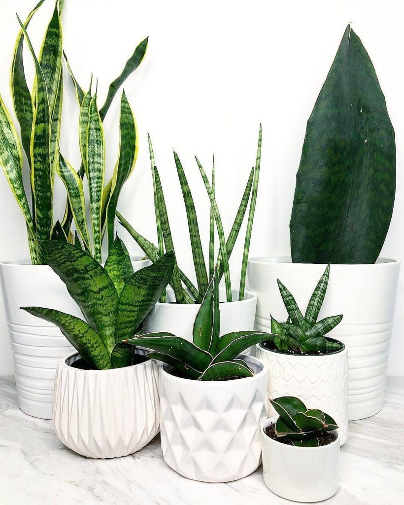 Sansevieria