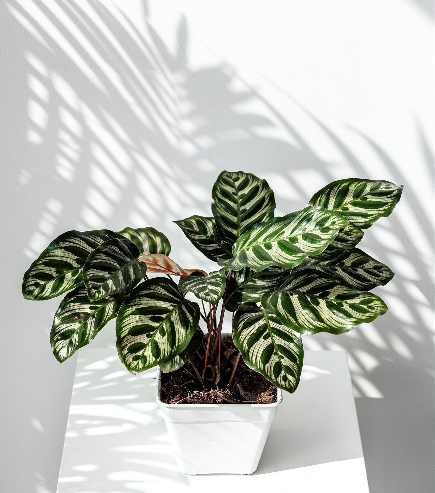 Calathea Makoyana