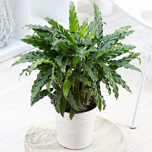 Calathea Rufibarba