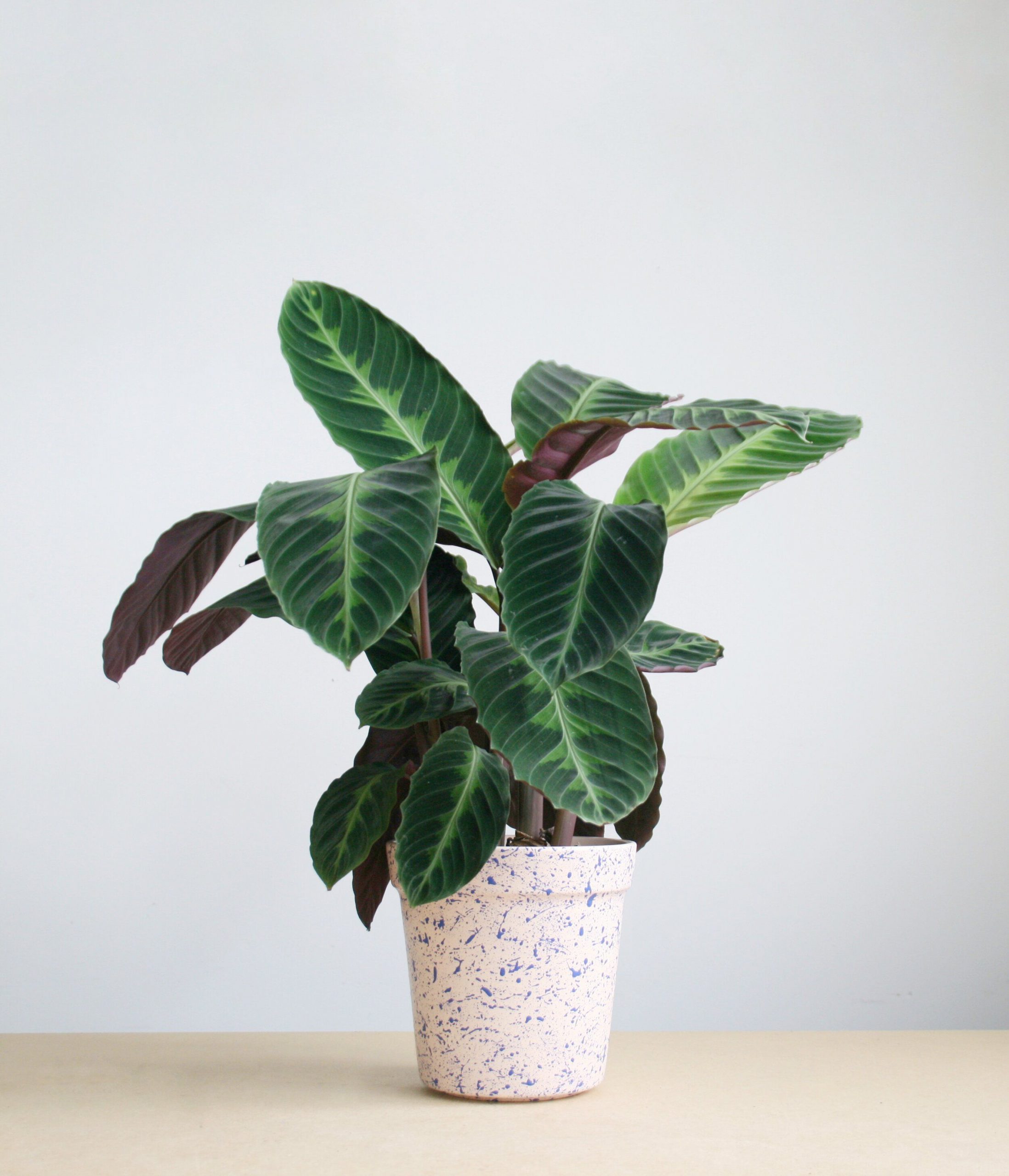 Calathea Warscewiczii