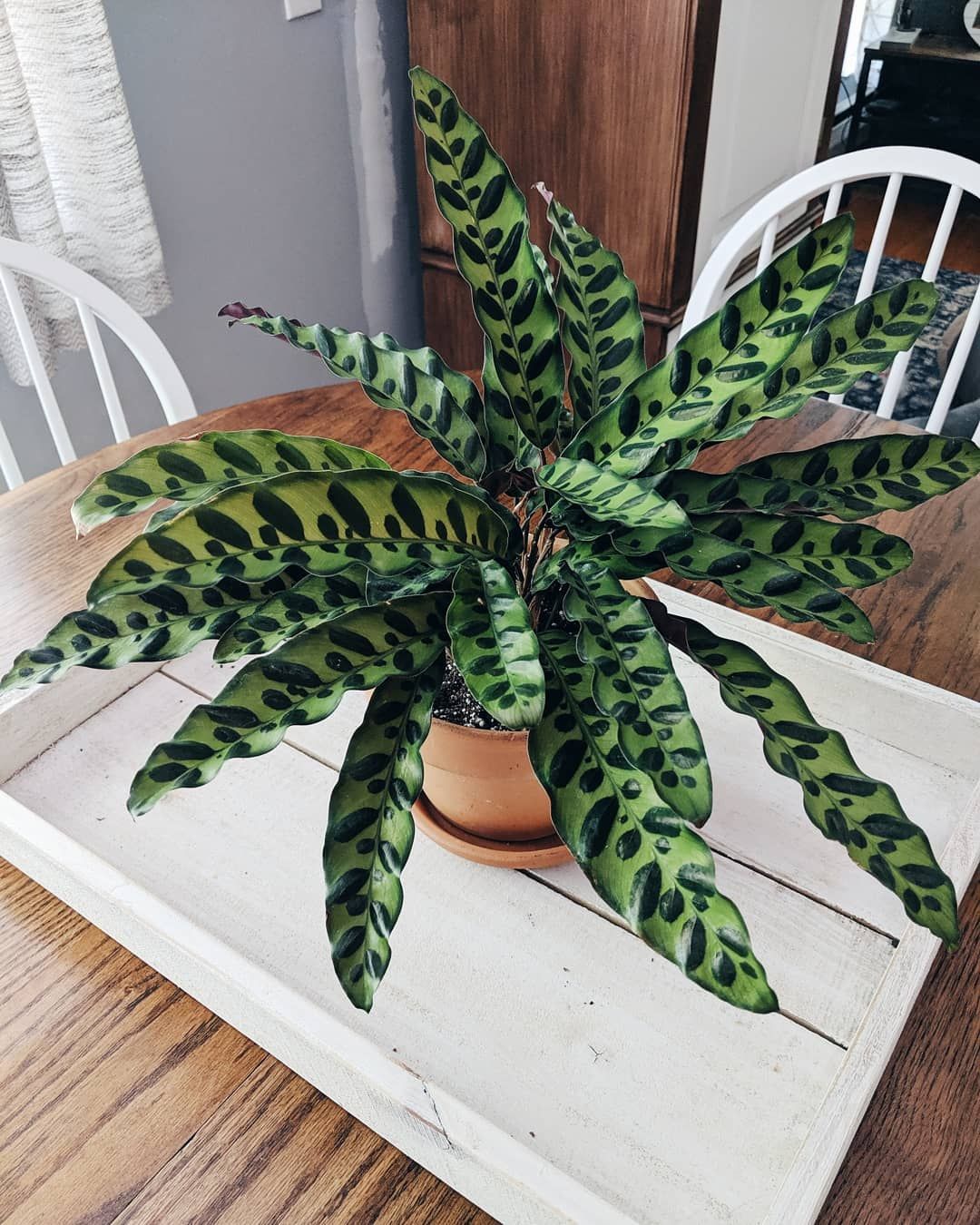 Calathea Lancifolia