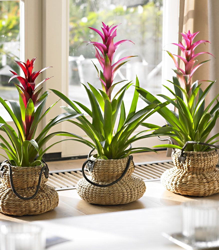 Bromelia