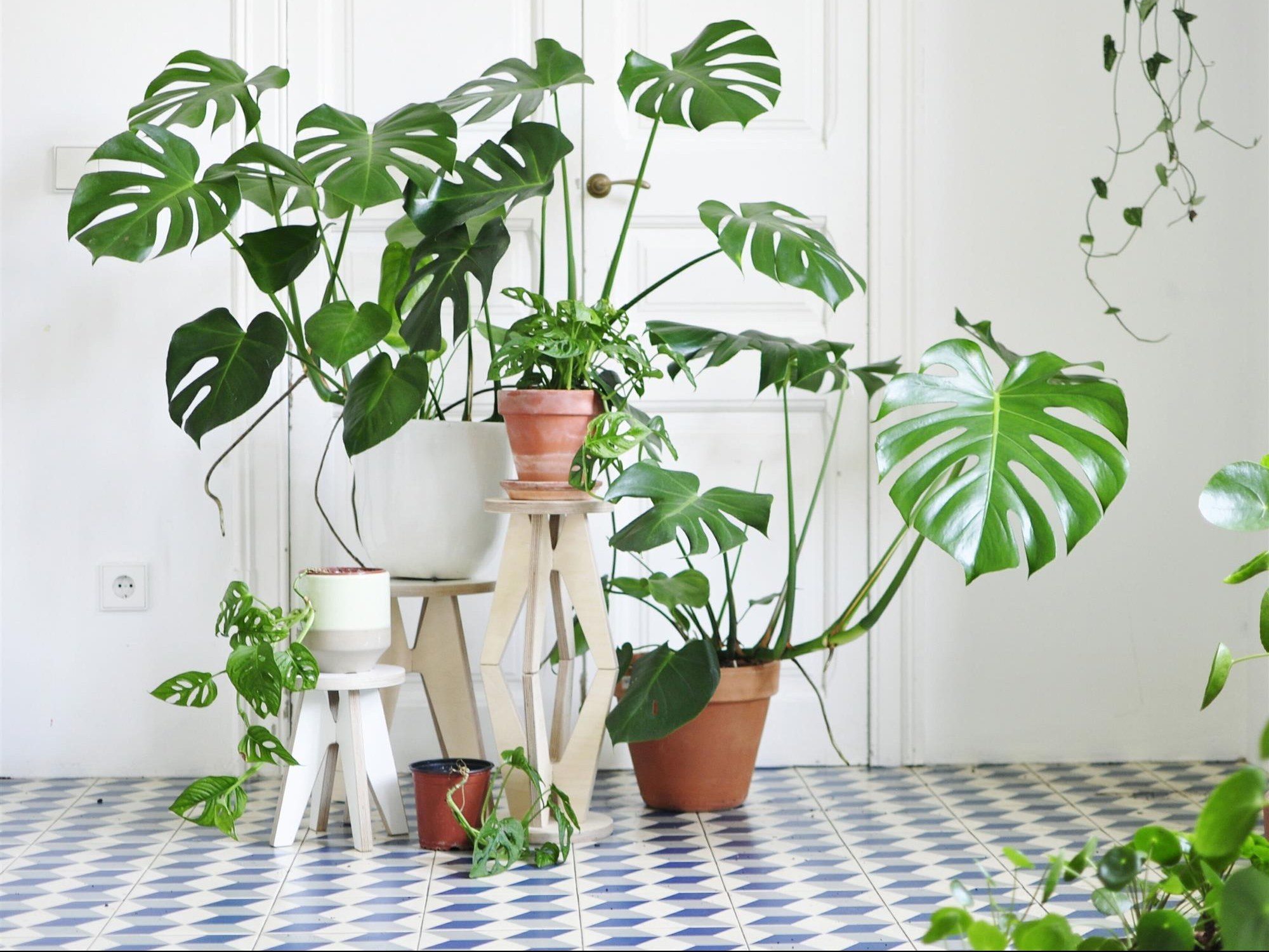 Monstera