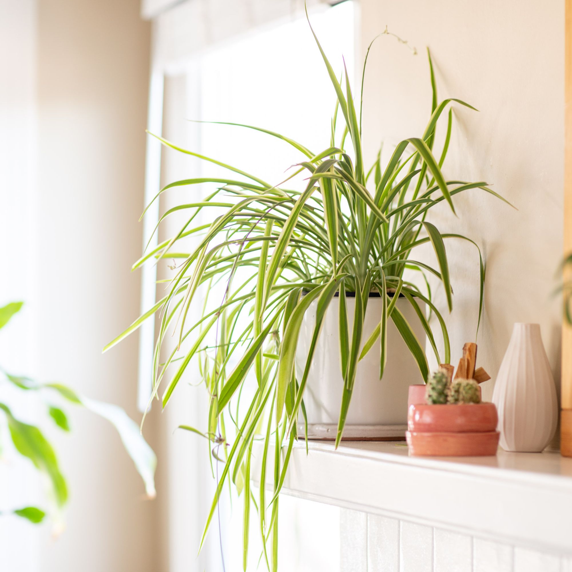 Spider Plant